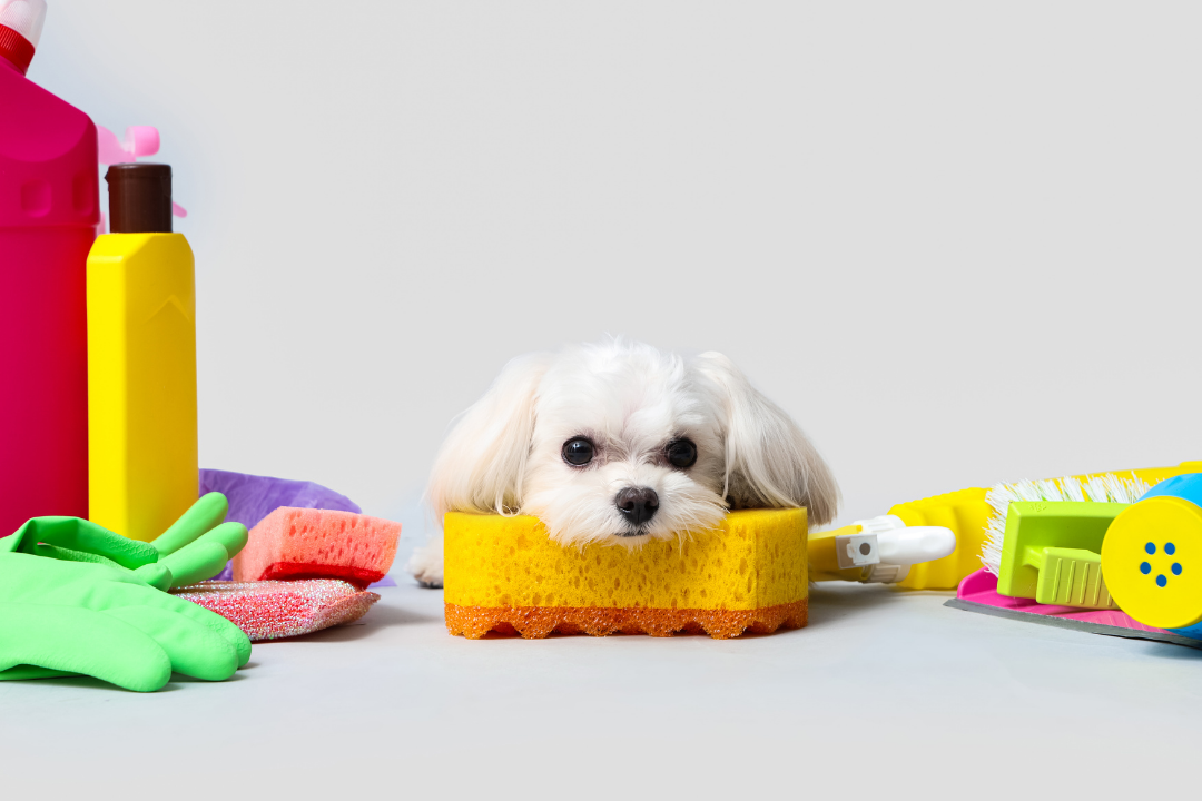 5 Signs Your Dog Hates Your Cleaning Products