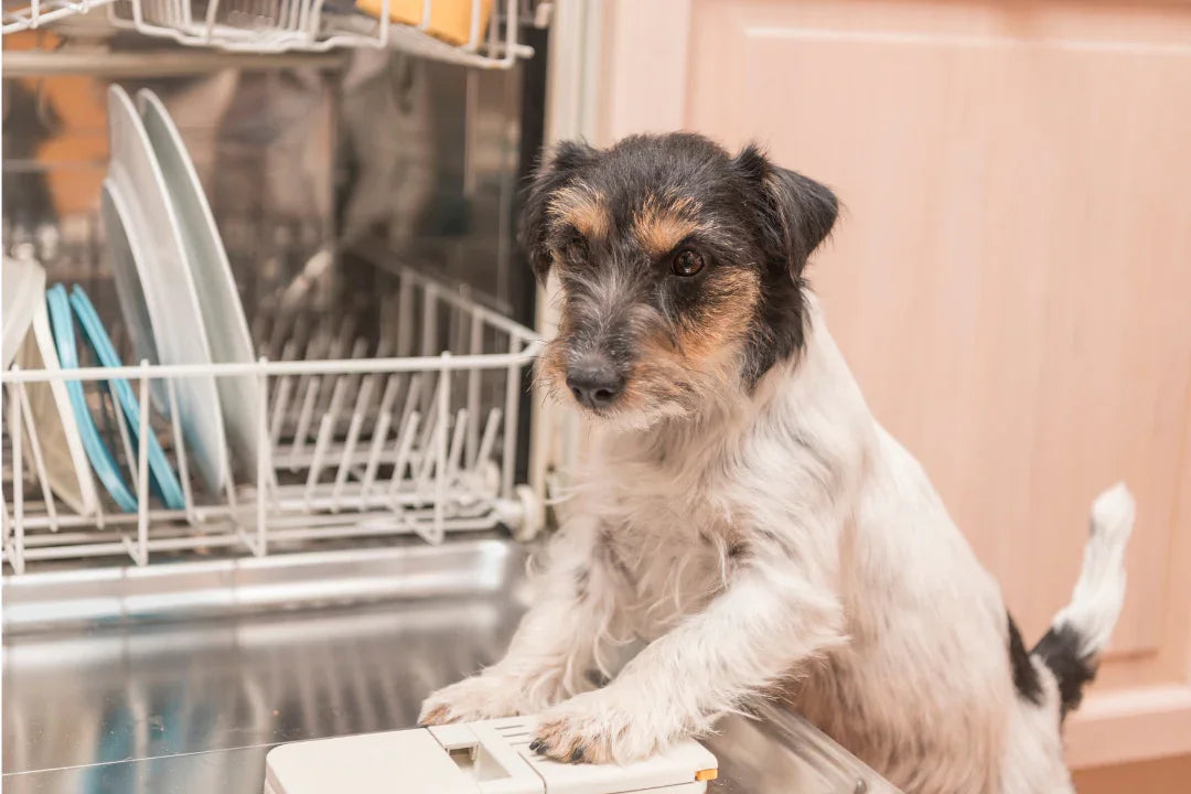 Can I Put My Dog’s Bowl in the Dishwasher? Here’s What You Need to Know