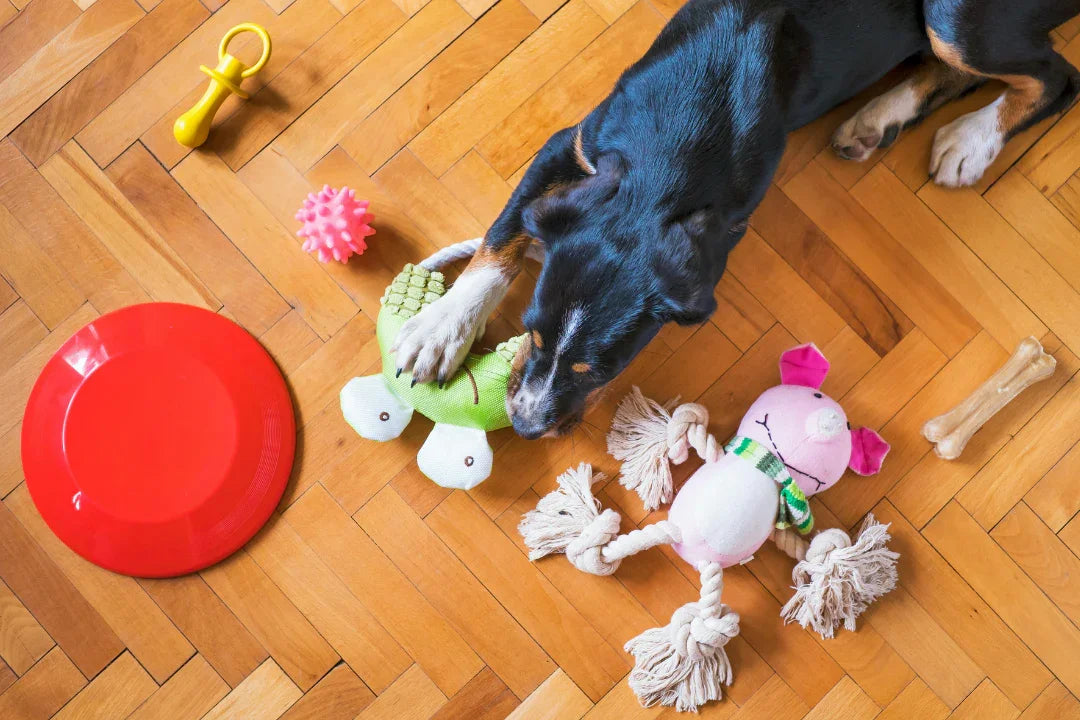How Often Should You Clean Dog Toys & Bowls?