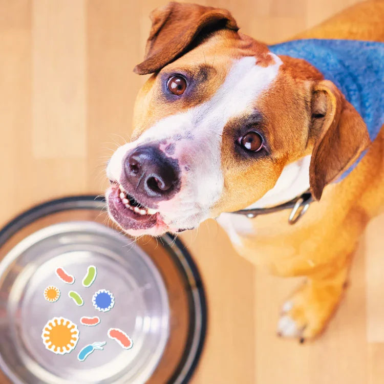 Dog with a blue towel around its neck next to a metal bowl on a wooden floor with germs in it.  pet-safe hygiene without chemicals