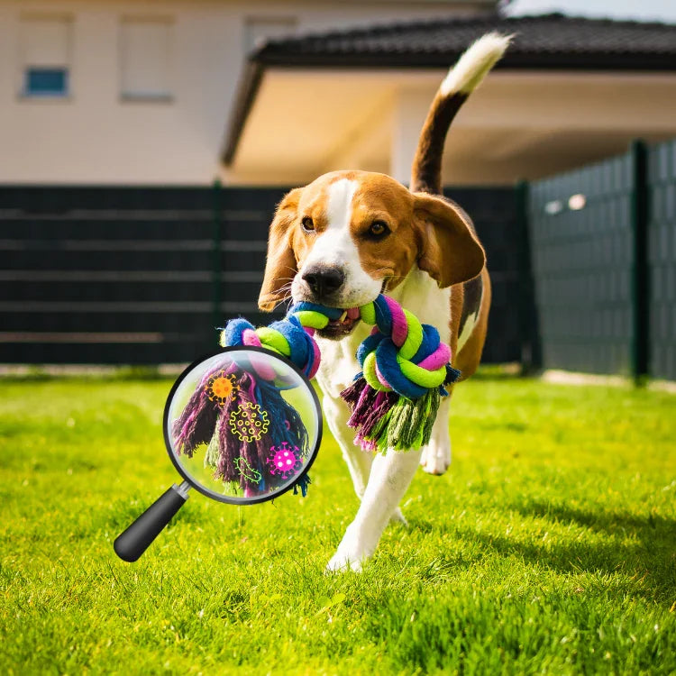 Dog playing with a colorful toy in a grassy area and a zoom on the germs it carries. Get Clean, happy dog with sanitized toy — pet-safe hygiene without chemicals