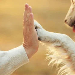 Hand giving a high-five to a dog with a warm, blurred background