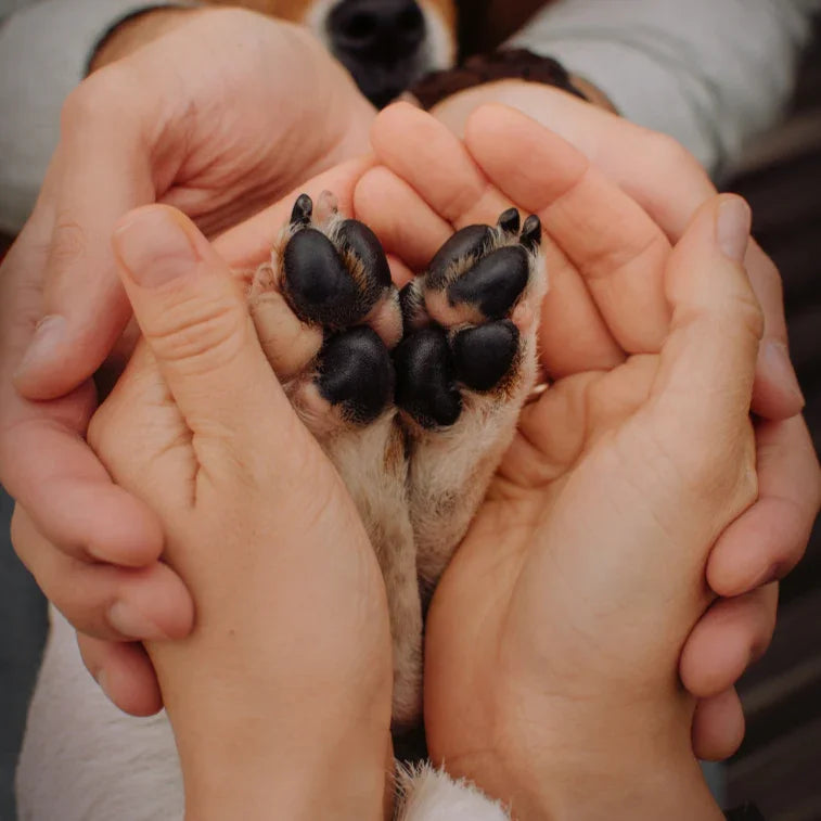 Close-up of a person holding a dog's paw. take care of your dog by cleaning better and smarter it's gear, bowl and toys, love longer