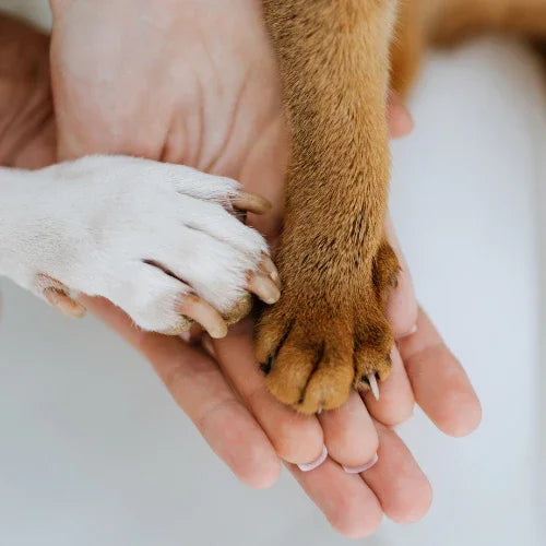 Close-up of a person's hand holding a dog's paw on a light background