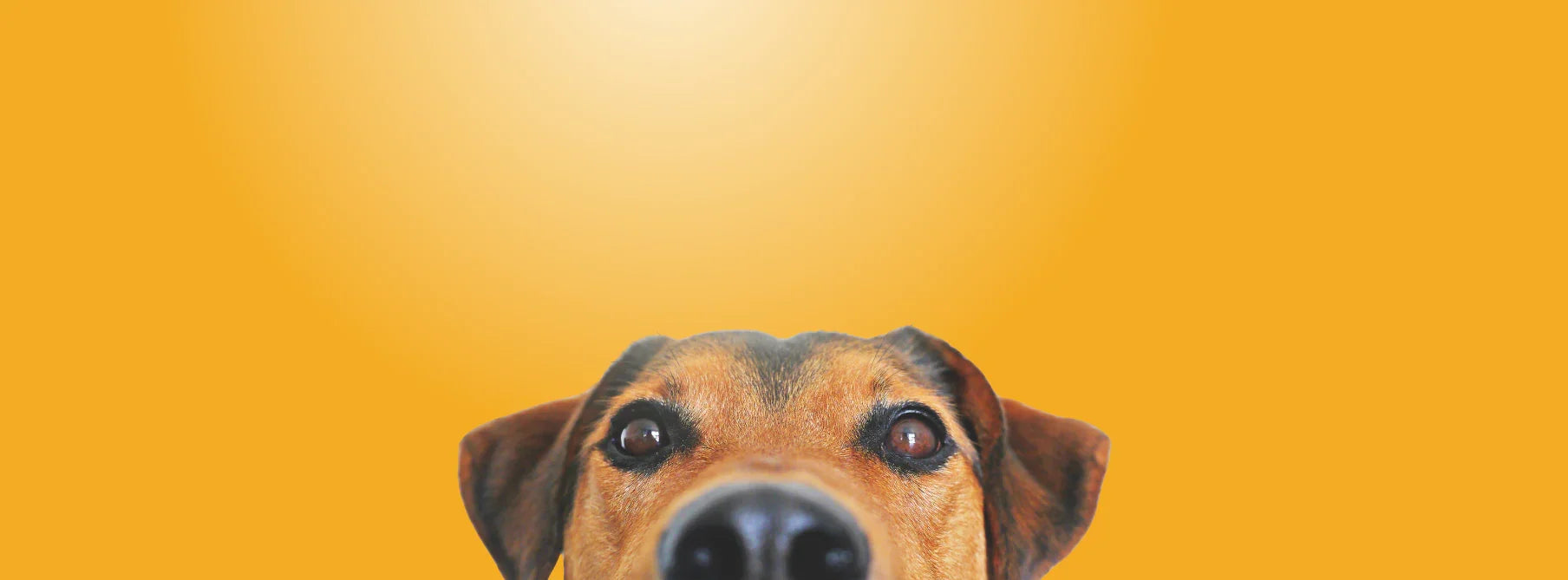 get to know us and our values Dog's face with a yellow background 