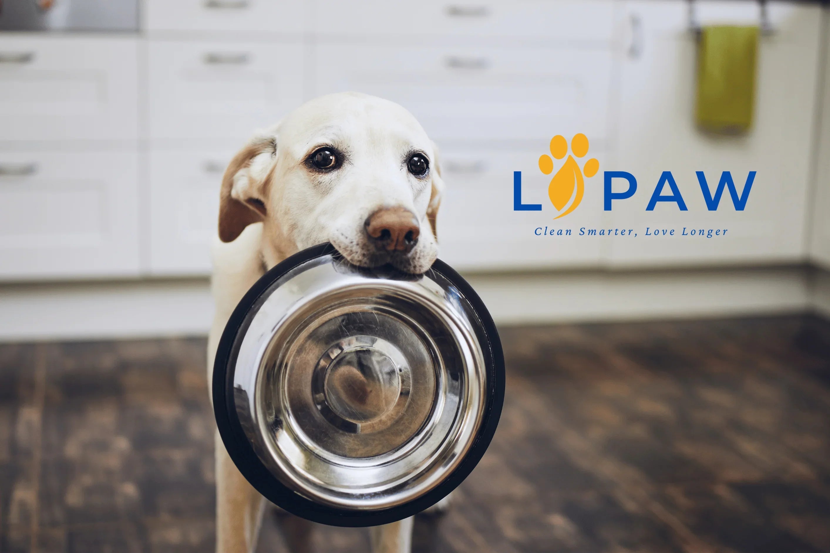 Dog holding a metal bowl with LIPAW logo in the background