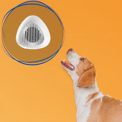 dog looking at lipaw product 