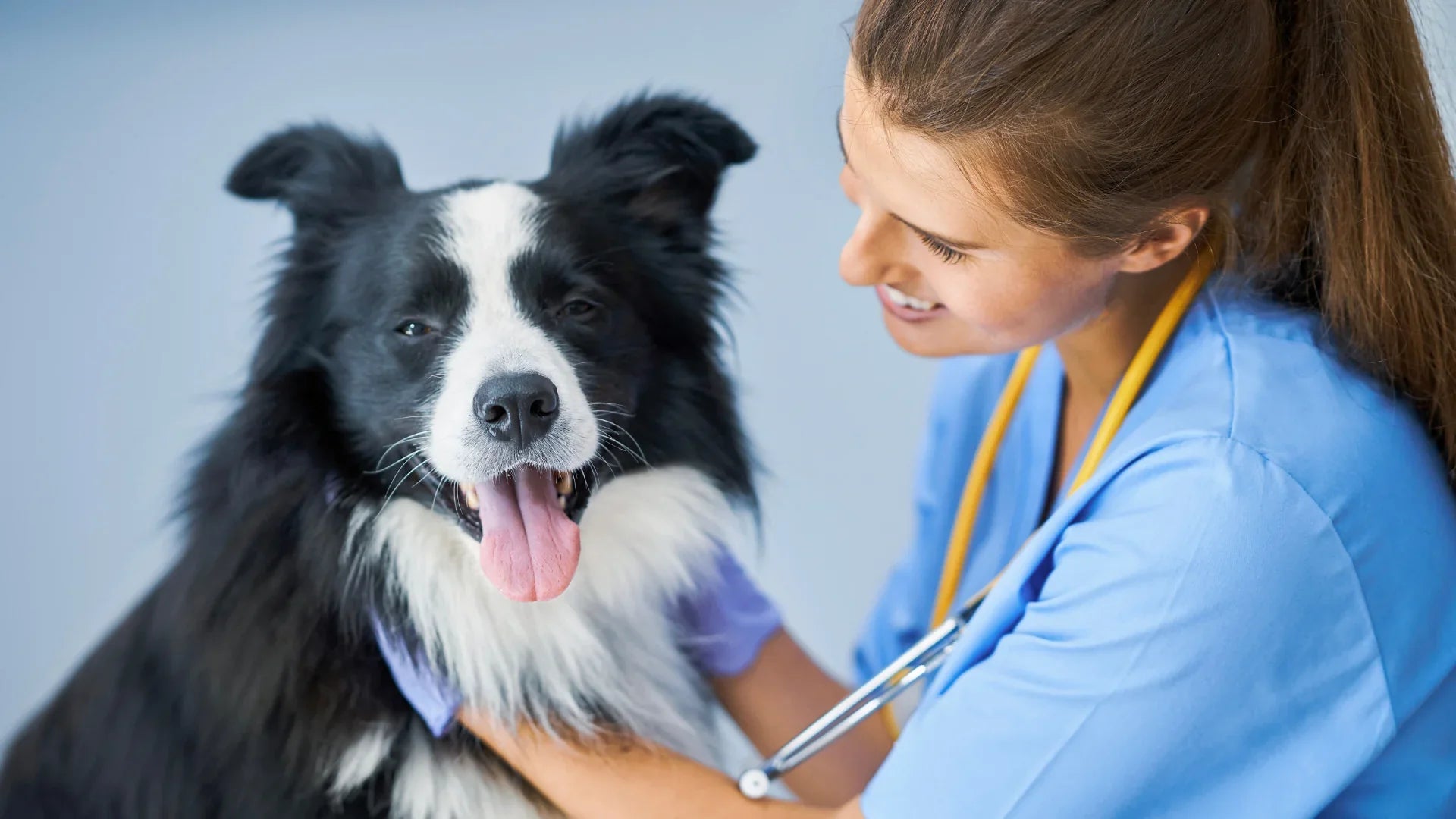Veterinarian examining a black and white dog with a blue background