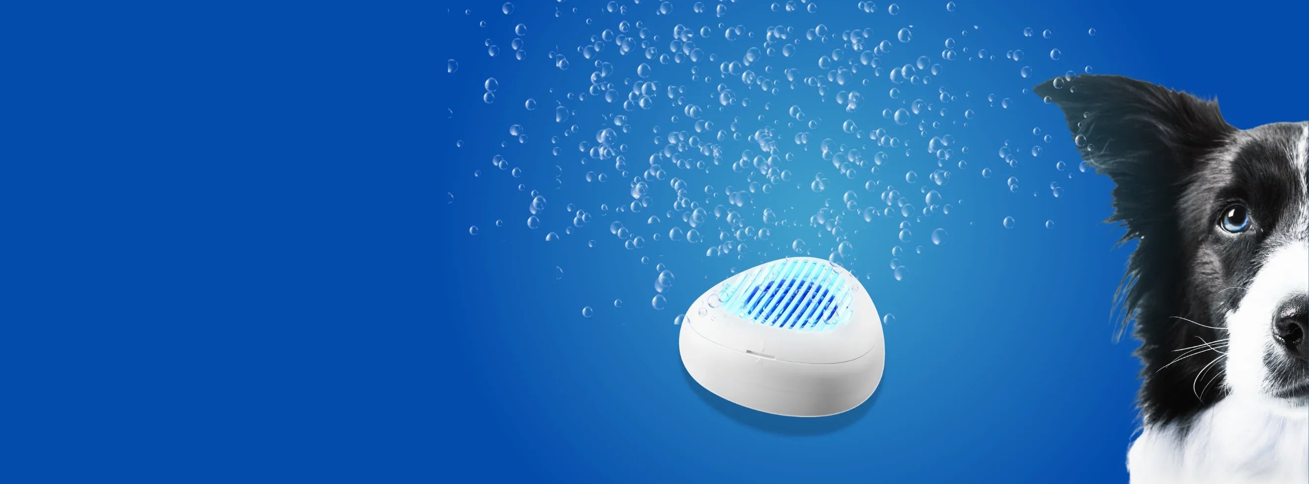 Dog water ionization with water droplets on a blue background. easy way to clean, sanitize and disinfect dog's things
