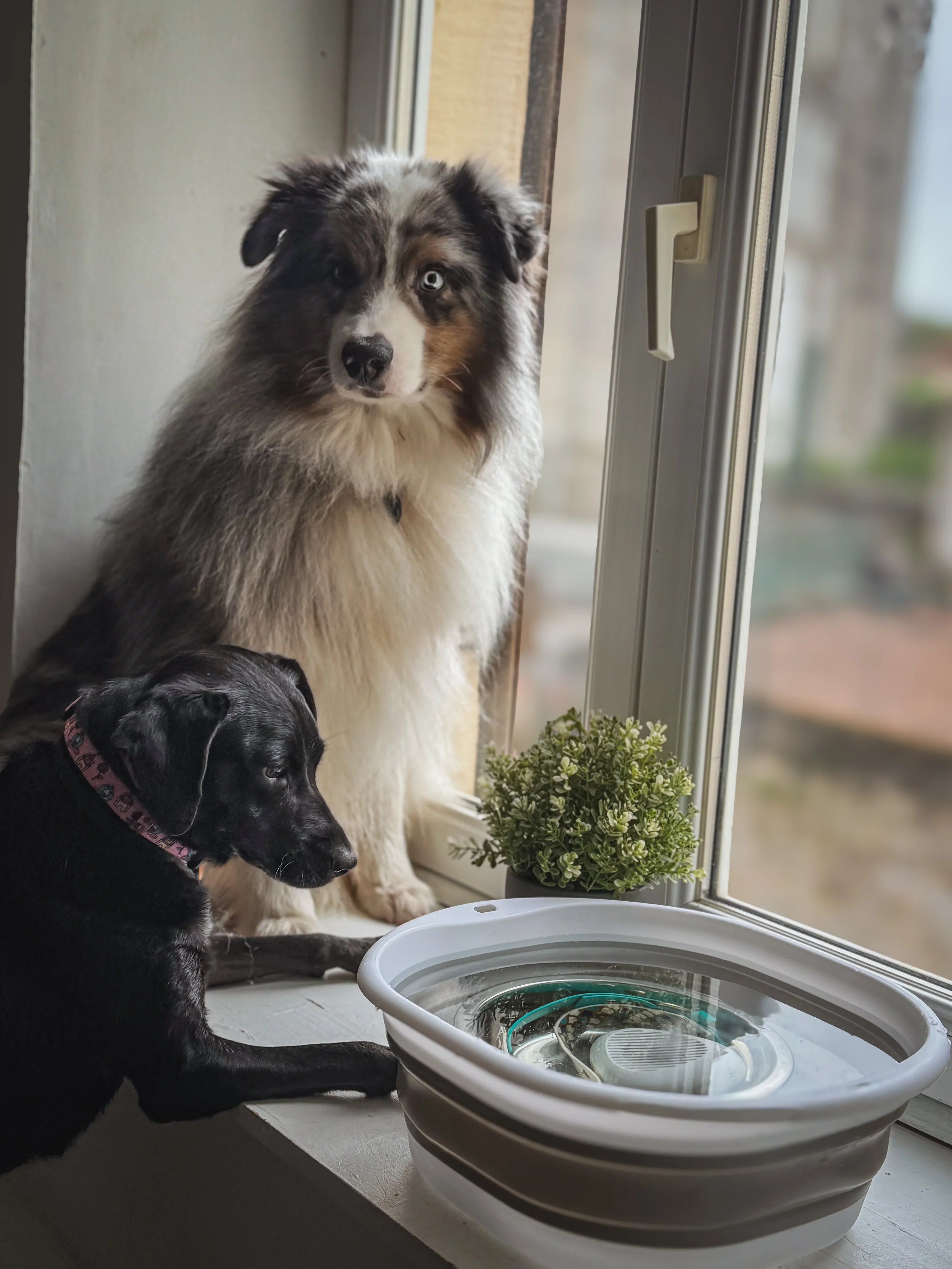 dogs looking at ipaw product in the water cleaning there gear